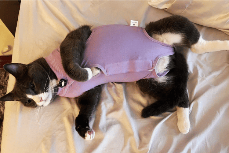 Ditch the Cone Why Cat Recovery Suits Rule!