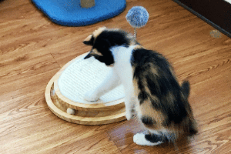 The Ultimate Guide to Exercising Your Indoor Cat!