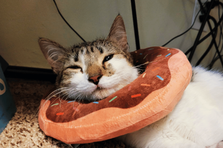 LickFree Zone Cat Collars to Ensure a Smooth Recovery