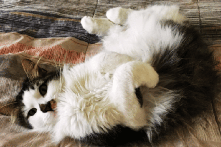 A Calming Scent For Felines You Didn’t Know Existed!