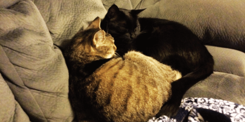 A Calming Scent For Felines You Didn’t Know Existed!