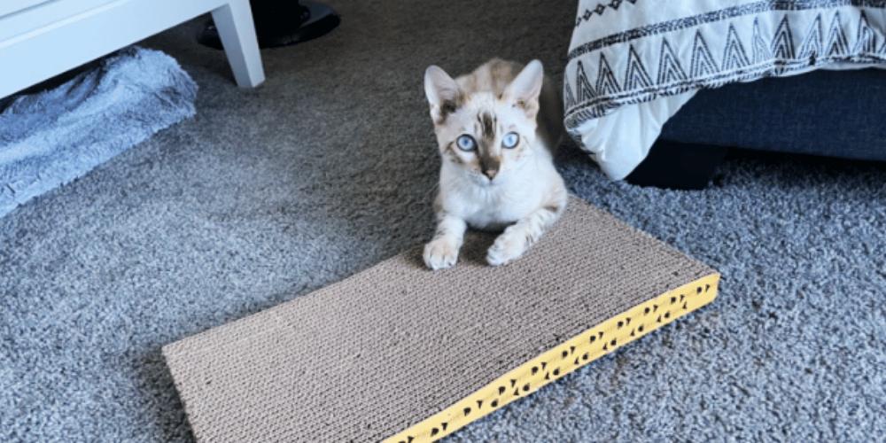 Cardboard Crunchers What's Behind Your Cat's Chewing Habit?