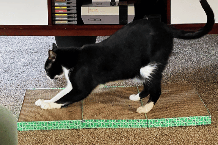 Is Your Cat Snubbing the Scratch Pad? Here's Why!
