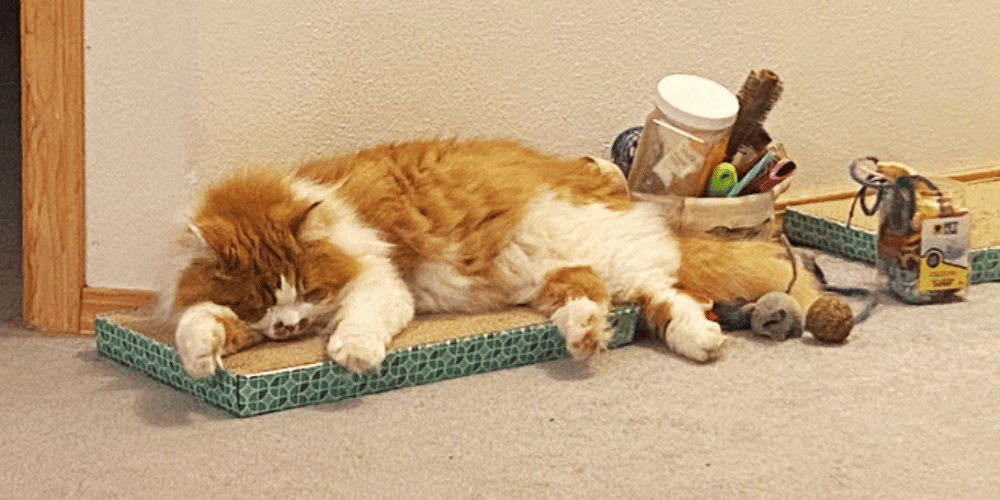 Is Your Cat Snubbing the Scratch Pad? Here's Why!