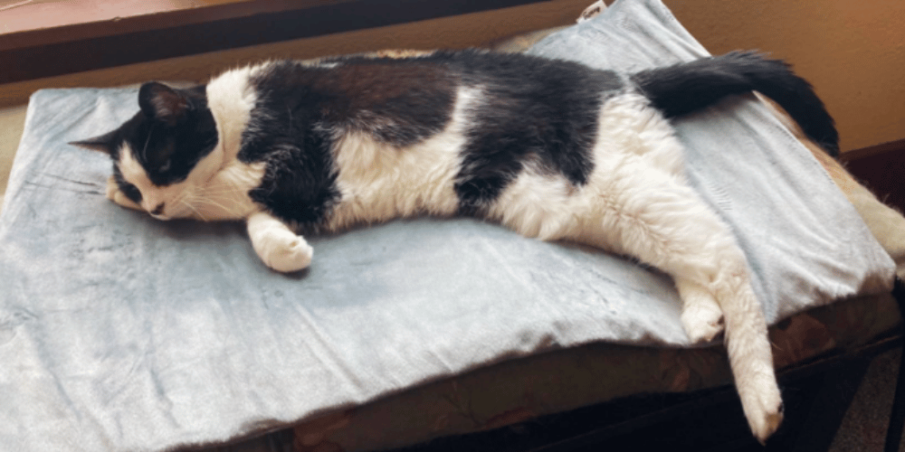 The Ultimate Guide to a Cozy Cat The Scoop on Heating Pads