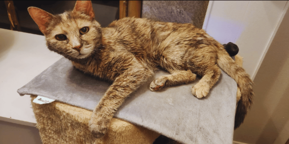 The Ultimate Guide to a Cozy Cat The Scoop on Heating Pads