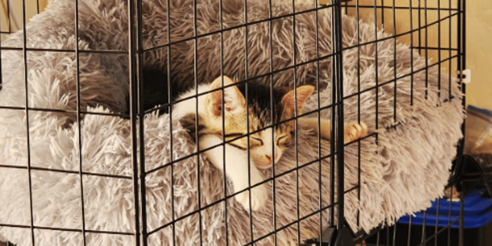 Can Your Cat Live In a Crate While You're On The Clock?