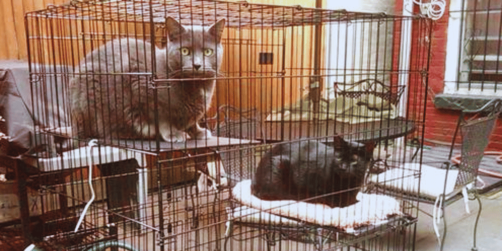 Can Your Cat Live In a Crate While You're On The Clock?