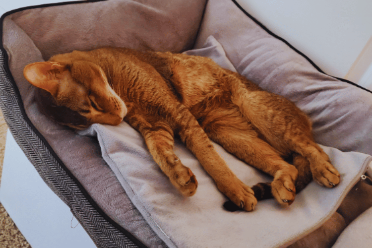 Purrfectly Toasty Why Cats Go Gaga for Heating Pads!