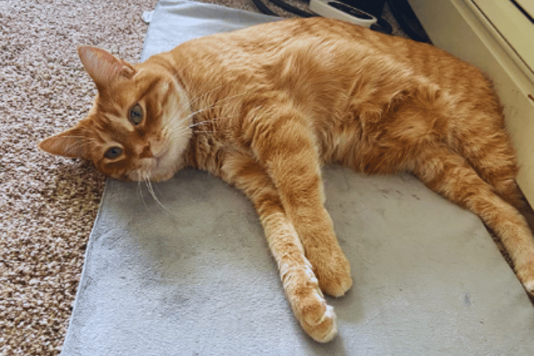 Cozy Cat Unveiling the Best Heat Levels for Kitty's Pad