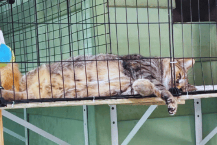 Cracking the Crate Code The Truth About Cat Confinement