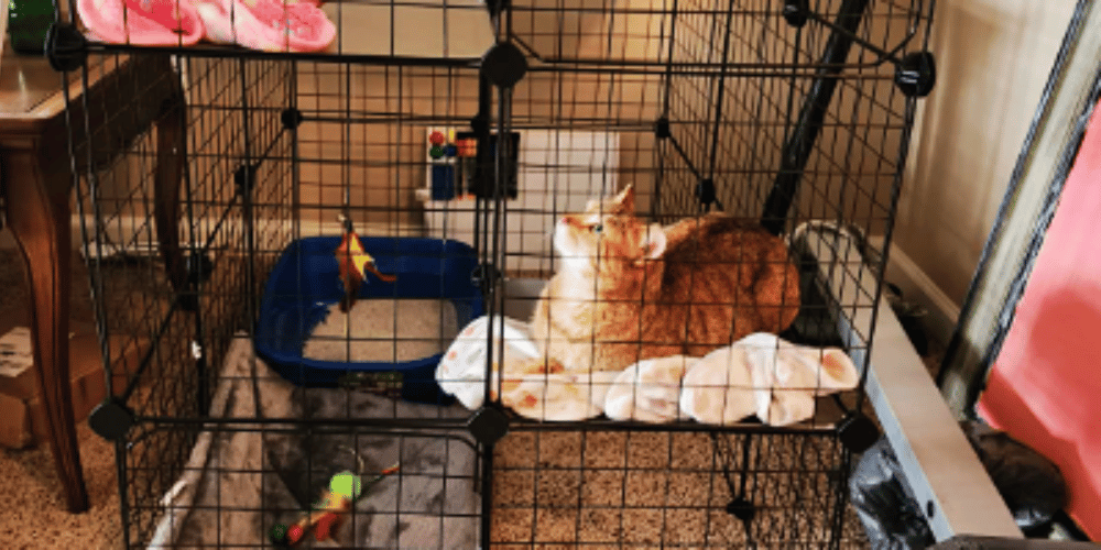 Cracking the Crate Code The Truth About Cat Confinement