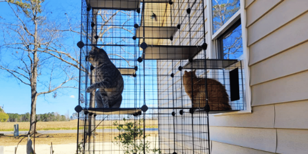 Cracking the Crate Code The Truth About Cat Confinement