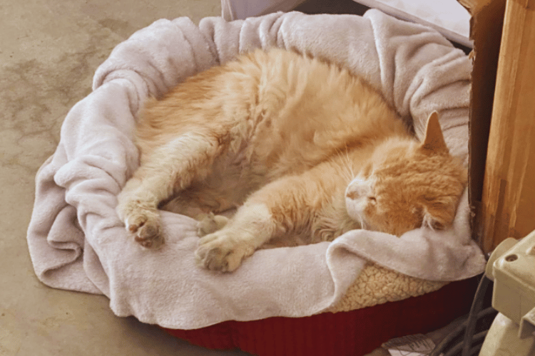 Cracking the Cat Bed Code Are They Actually Kitty Approved?