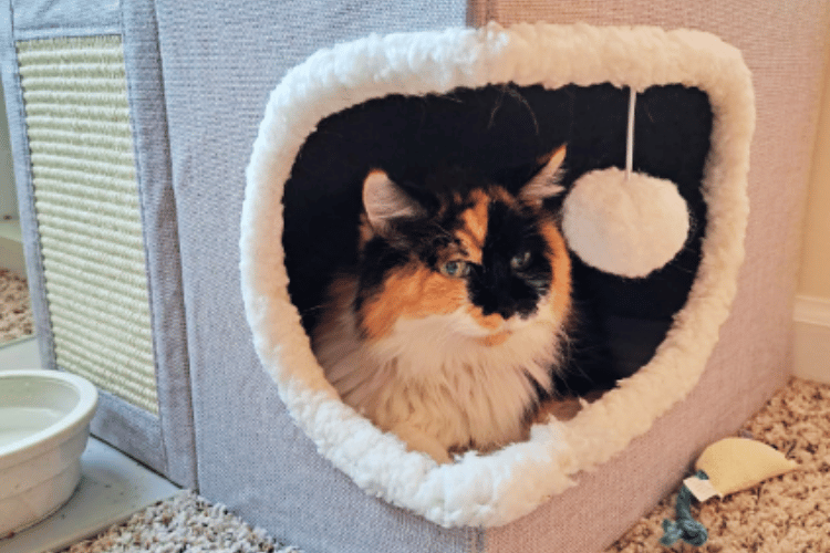 Cat Nap Mysteries Do They Prefer Closed or Open Beds?