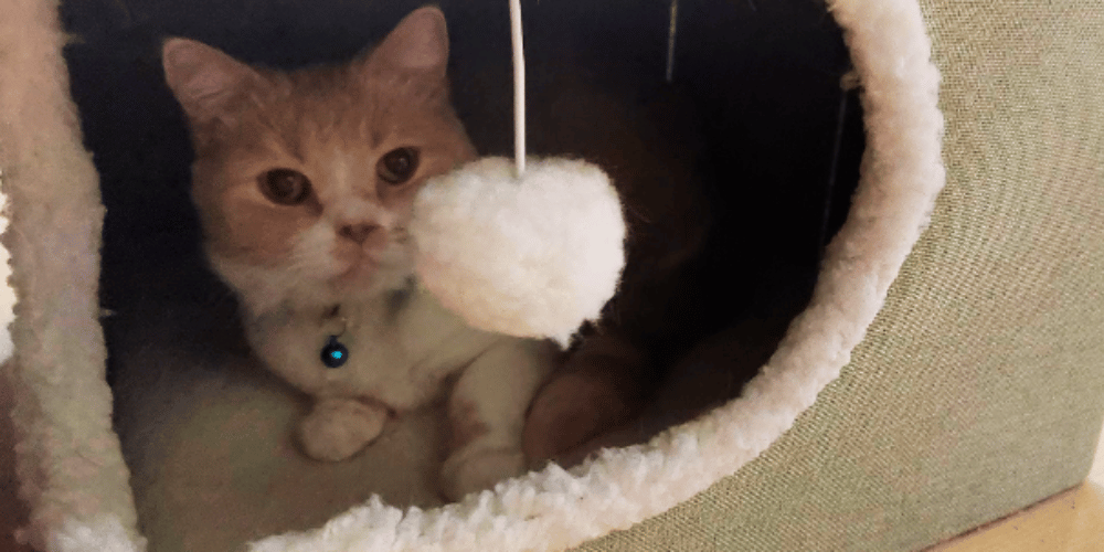 Cat Nap Mysteries Do They Prefer Closed or Open Beds?