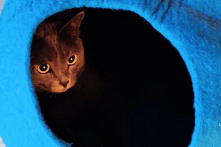 Cat Nap Mysteries Do They Prefer Closed or Open Beds?