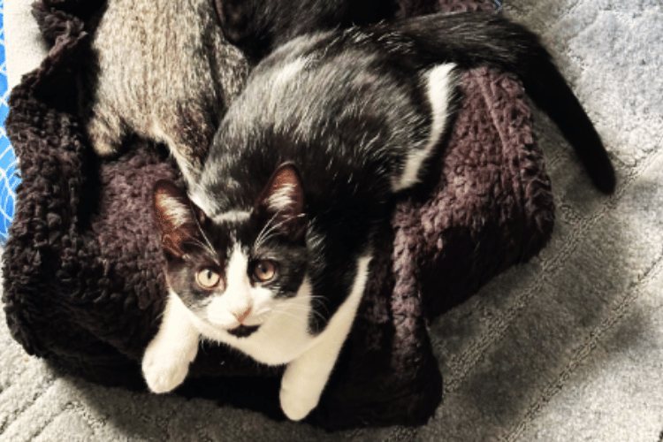 Tiny Beds, Big Love Uncovering Feline Liking for Cozy Naps