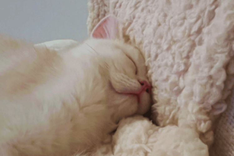 Tiny Beds, Big Love Uncovering Feline Liking for Cozy Naps