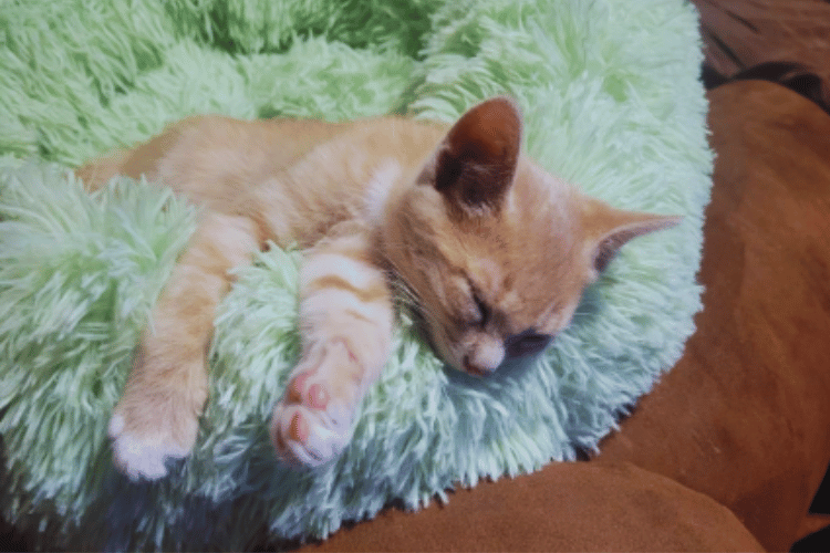 Tiny Beds, Big Love Uncovering Feline Liking for Cozy Naps
