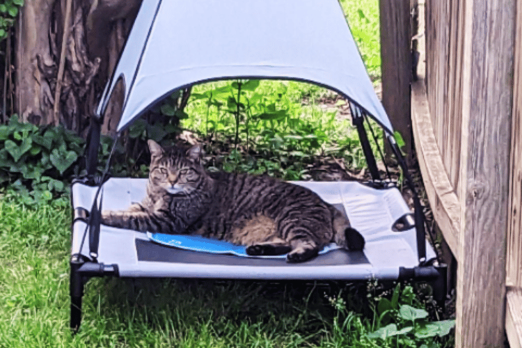 Stay Cool, Fluffy Do Cooling Mats Work For Cats?