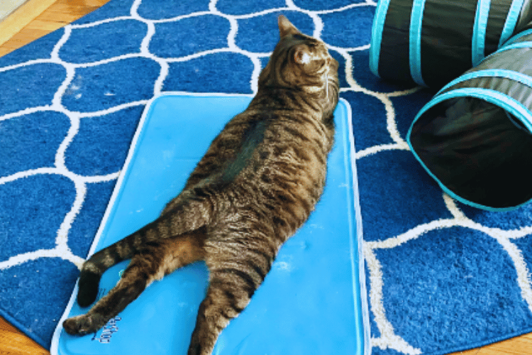 Stay Cool, Fluffy Do Cooling Mats Work For Cats?