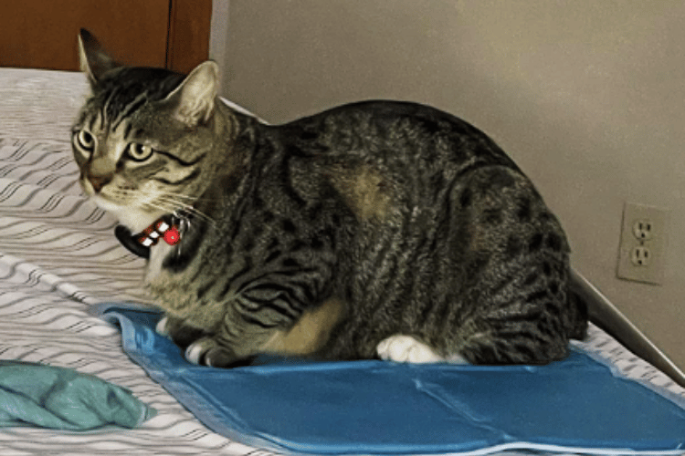 Stay Cool, Fluffy Do Cooling Mats Work For Cats?