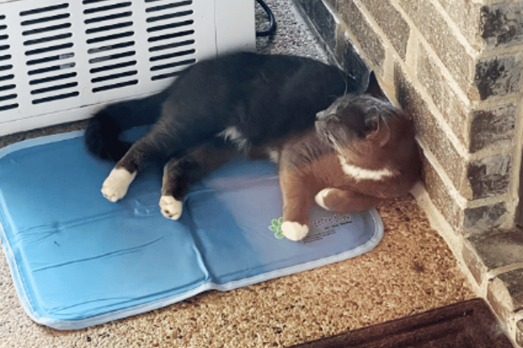 Stay Cool, Fluffy Do Cooling Mats Work For Cats?