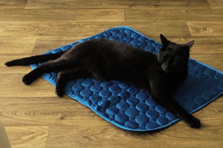 Stay Cool, Fluffy Do Cooling Mats Work For Cats?