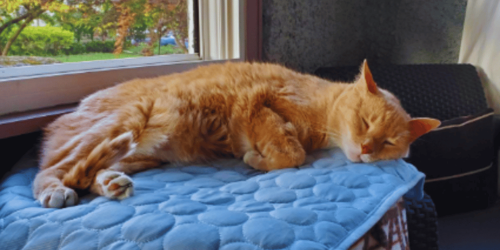 Chill Out, Kitty Advice on Cooling Down Your Indoor Cat