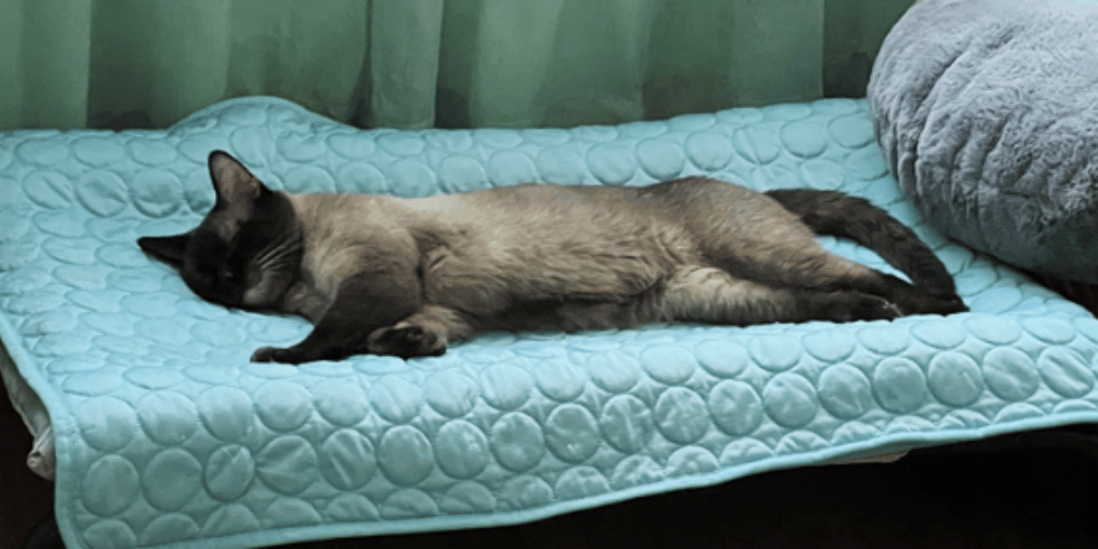 Chill Out, Kitty Advice on Cooling Down Your Indoor Cat