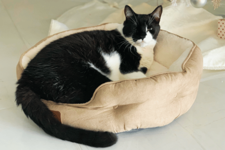 From Boxes to Blankets Your Cats' Favorite Sleepy Hideouts