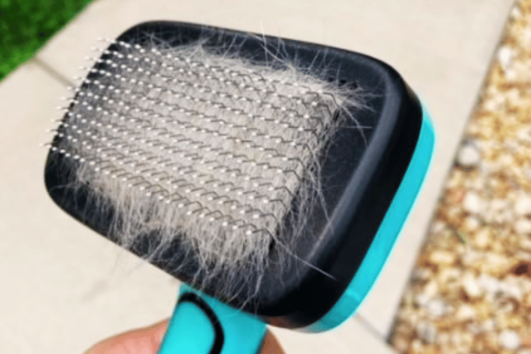 Brush Battle Slicker vs. Pin Which is Best for Your Pet?