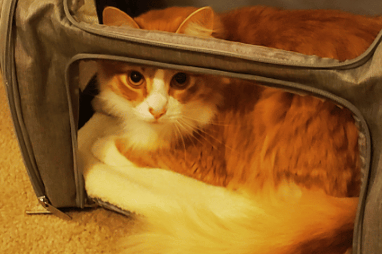 Cat Carriers Unleashed Discover the Easiest Option