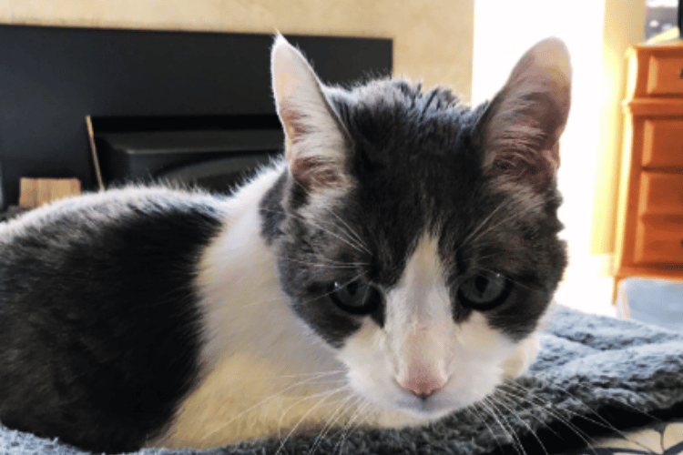 Feline Coolness Unleashed Do Cats Like Cold AC?