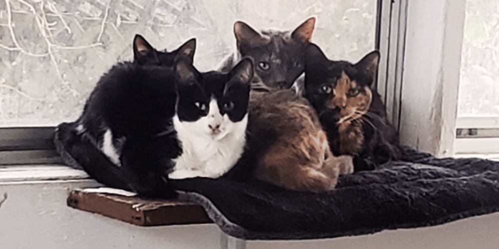 Heatwave Safety 101 Why Your Cat Should Stay Cool Indoors