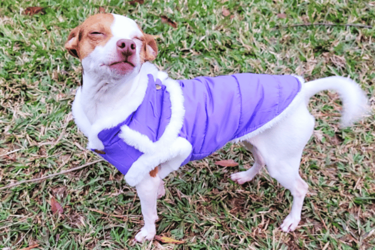 Bundle Up, Fido! At What Temperature Does A Dog Need A Coat?