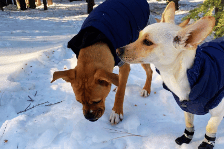 Bundle Up, Fido! At What Temperature Does A Dog Need A Coat?