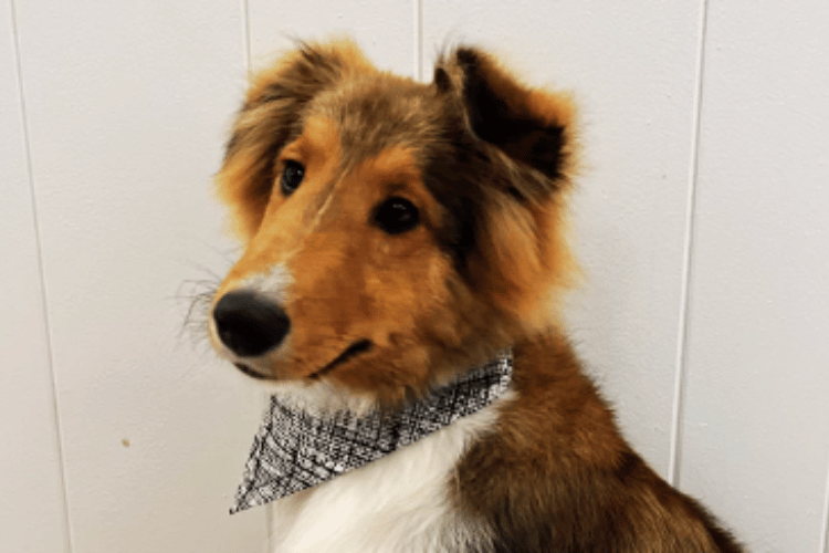 Locks to Licks Can I Use A Human Conditioner On My Dog?