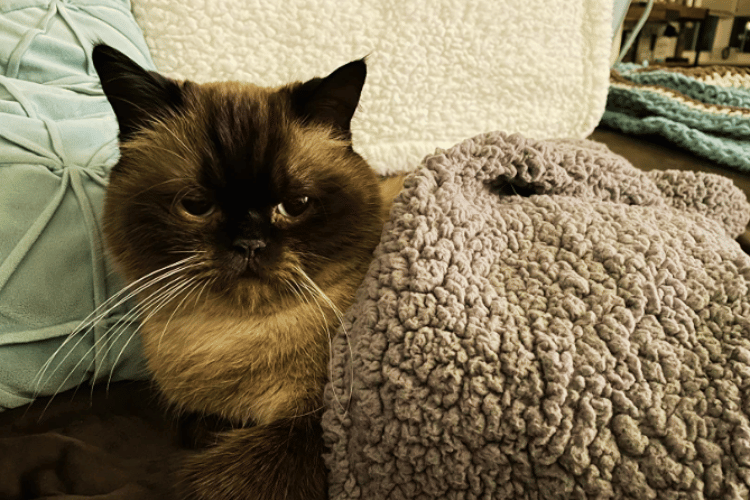 Heatseeking Kitties Do Cats Like Warm Blankets?