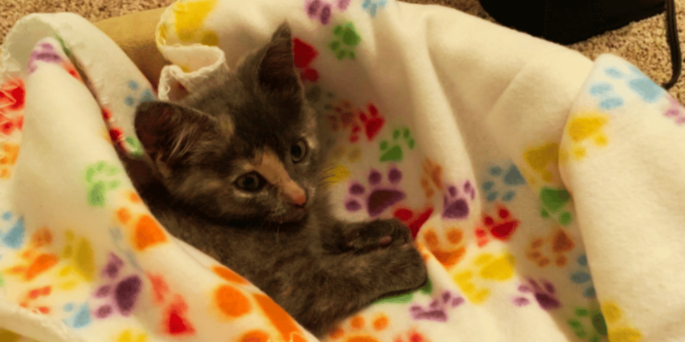 The Ultimate Guide to Cat Blankets Do Cats Need Blankets?