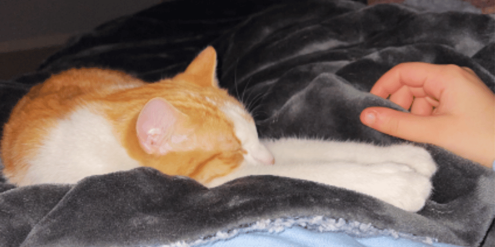 Melatonin Magic How It Could End Your Cat's Heat Miseries