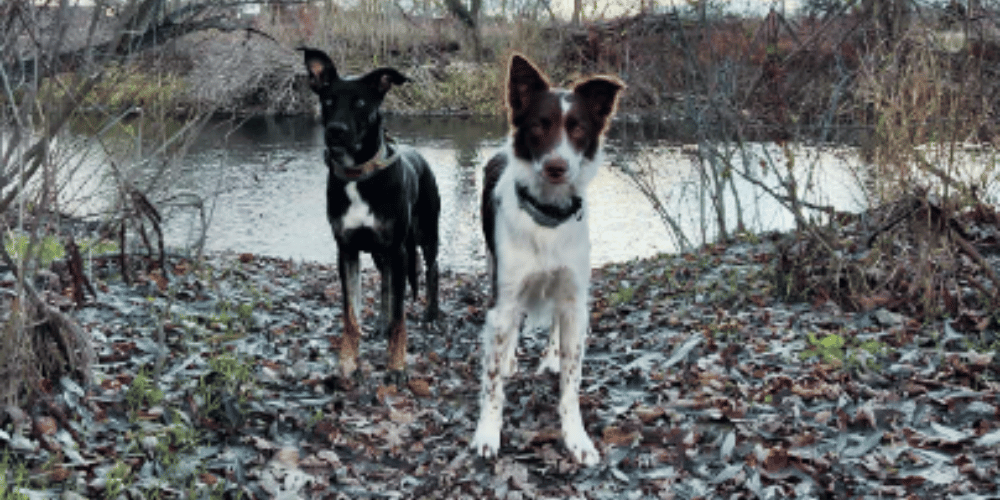 Matting Madness How Do You Groom A Severely Matted Dog?