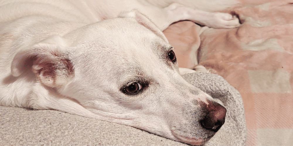 Matting Madness How Do You Groom A Severely Matted Dog?