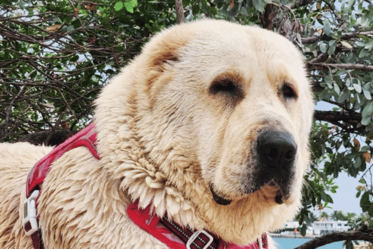 Matting Madness How Do You Groom A Severely Matted Dog?