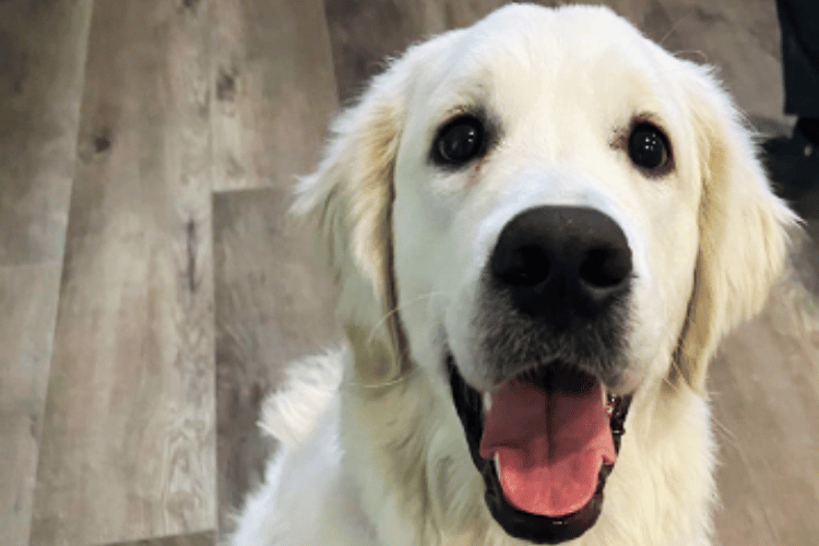 Knots Begone! How Do You Use Detangling Spray On Dogs?