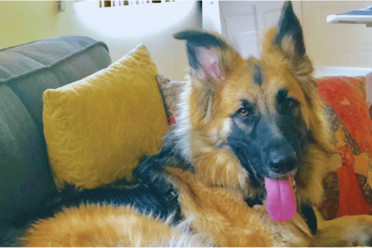 Say Goodbye to Tangles How Does A Pro Groomer Get Mats Out?