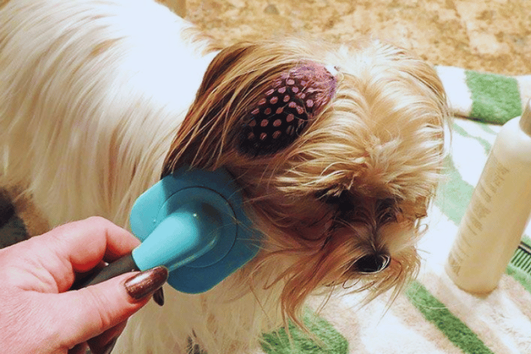 Say Goodbye to Tangles How Does A Pro Groomer Get Mats Out?