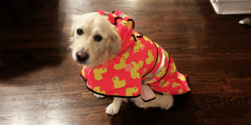 From Drizzle to Dapper Should Dogs Wear Raincoats?