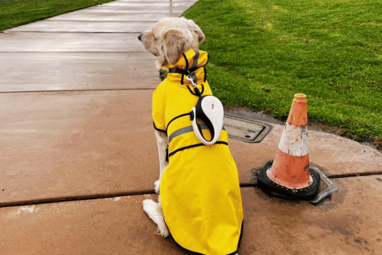 From Drizzle to Dapper Should Dogs Wear Raincoats?